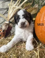 Zeus, a male Poodle - Miniature  for sale in West Point, IA – 1 of 10