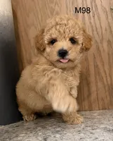 Brick , a male Maltipoo for sale in West Point, IA – 2 of 10