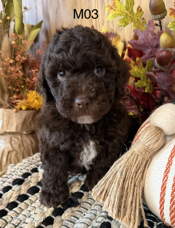 Milo – Poodle - Miniature  puppy for sale in West Point, IA