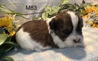 Buddy, a male Bichon Frise and Shih Tzu for sale in West Point, IA – 5 of 8