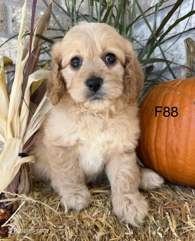Maple – Cockapoo puppy for sale in West Point, IA