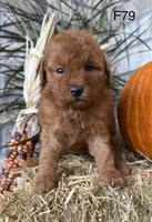 Molly, a female Poodle - Miniature  for sale in West Point, IA – 5 of 10