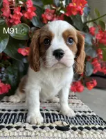 Cooper, a male Cavalier King Charles Spaniel for sale in West Point, IA – 9 of 10