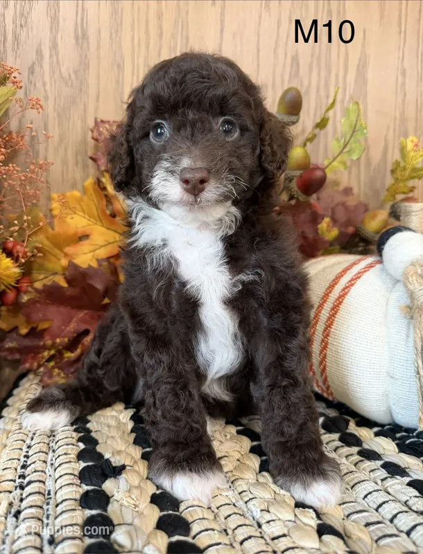 Otis – Poodle - Miniature  puppy for sale in West Point, IA