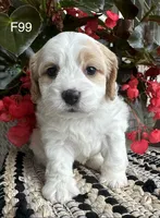 Ellie, a female Cavachon for sale in West Point, IA – 2 of 10