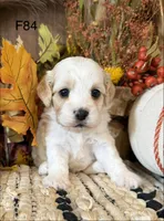 Autumn , a female Cockapoo for sale in West Point, IA – 5 of 10