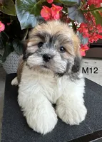Noble, a male Maltipoo for sale in West Point, IA – 5 of 10