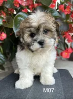 Leo, a male Maltipoo for sale in West Point, IA – 5 of 10
