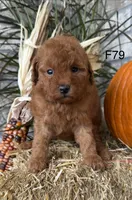 Molly, a female Poodle - Miniature  for sale in West Point, IA – 10 of 10