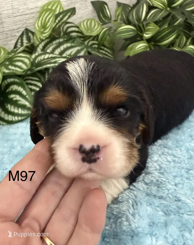 Bruno – Cavalier King Charles Spaniel puppy for sale in West Point, IA