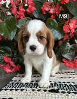 Cooper, a male Cavalier King Charles Spaniel for sale in West Point, IA – 6 of 10