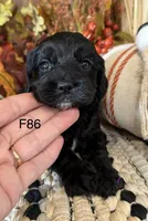 Amber, a female Cockapoo for sale in West Point, IA – 3 of 9