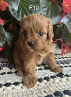 Penny, a female Cavapoo for sale in West Point, IA – 4 of 10