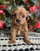 Zane , a male Cavapoo for sale in West Point, IA – 3 of 10