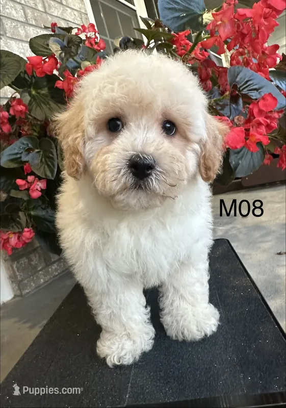 Nick – Maltipoo puppy for sale in West Point, IA