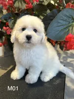 Frank, a male Maltipoo for sale in West Point, IA – 3 of 10