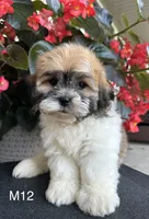 Noble, a male Maltipoo for sale in West Point, IA – 2 of 10