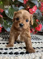 Zane , a male Cavapoo for sale in West Point, IA – 1 of 10