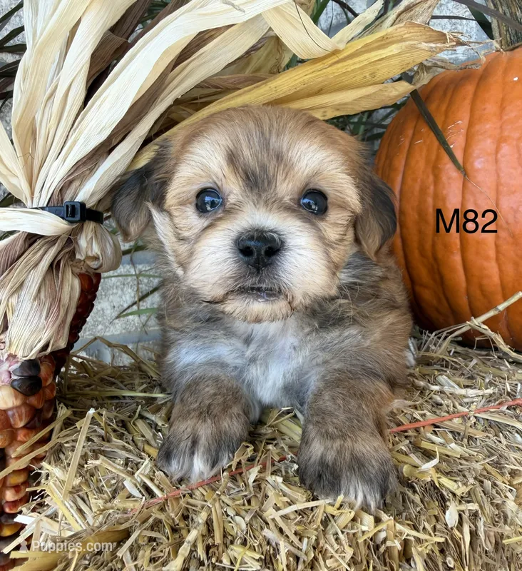 Ash – Yorkipoo puppy for sale in West Point, IA