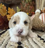 Kayce, a male Cockapoo for sale in West Point, IA – 3 of 8