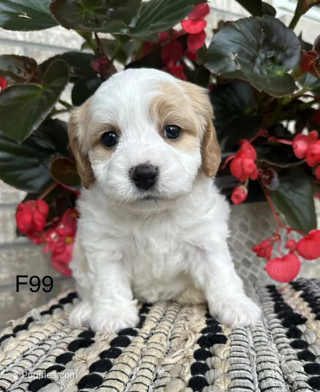 Ellie – Cavachon puppy for sale in West Point, IA