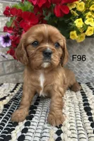 Ruby, a female Cavalier King Charles Spaniel for sale in West Point, IA – 6 of 9