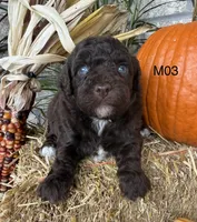 Milo, a male Poodle - Miniature  for sale in West Point, IA – 4 of 10