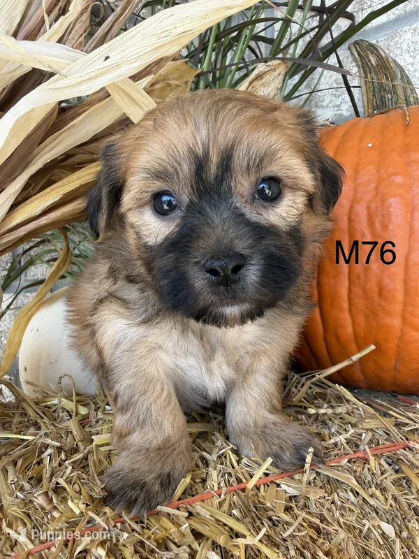 Zuke – Yorkipoo puppy for sale in West Point, IA