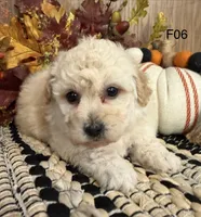 Mary, a female Maltipoo for sale in West Point, IA – 5 of 10