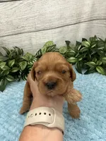 Jax, a male Cavalier King Charles Spaniel for sale in West Point, IA – 7 of 9
