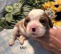 Cooper, a male Cavalier King Charles Spaniel for sale in West Point, IA – 7 of 8