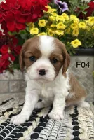 Luna, a female Cavalier King Charles Spaniel for sale in West Point, IA – 4 of 9