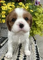 Daisy , a female Cavalier King Charles Spaniel for sale in West Point, IA – 8 of 9