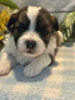 Teddy, a male Bichon Frise and Shih Tzu for sale in West Point, IA – 8 of 9