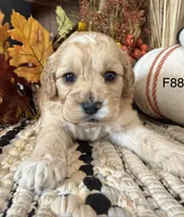 Maple, a female Cockapoo for sale in West Point, IA – 3 of 9