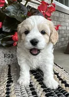 Nicki, a female Cavachon for sale in West Point, IA – 2 of 10