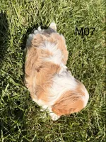 Cooper , a male Cavalier King Charles Spaniel for sale in West Point, IA – 10 of 10
