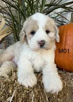 Finn, a male Cockapoo for sale in West Point, IA – 7 of 10