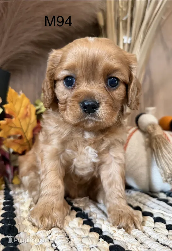 Walter – Cavalier King Charles Spaniel puppy for sale in West Point, IA