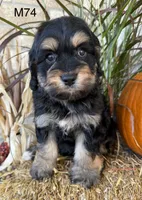 Duke, a male Cockapoo for sale in West Point, IA – 4 of 10