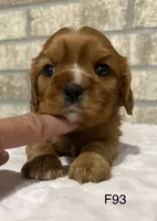 Lilly, a female Cavalier King Charles Spaniel for sale in West Point, IA – 3 of 10