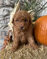 Bella, a female Poodle - Miniature  for sale in West Point, IA – 2 of 10