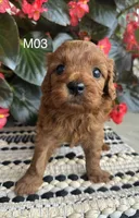 Zuke, a male Cavapoo for sale in West Point, IA – 9 of 10