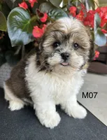 Leo, a male Maltipoo for sale in West Point, IA – 3 of 10