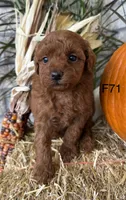 Lainey, a female Poodle - Miniature  for sale in West Point, IA – 7 of 10