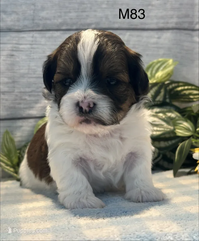 Buddy – Bichon Frise, Shih Tzu puppy for sale in West Point, IA