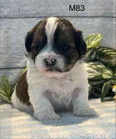 Buddy, a male Bichon Frise and Shih Tzu for sale in West Point, IA – 1 of 8