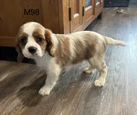 Milo, a male Cavalier King Charles Spaniel for sale in West Point, IA – 9 of 9