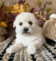Lilly, a female Maltipoo for sale in West Point, IA – 6 of 10