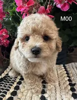 Duke, a male Maltipoo for sale in West Point, IA – 5 of 10